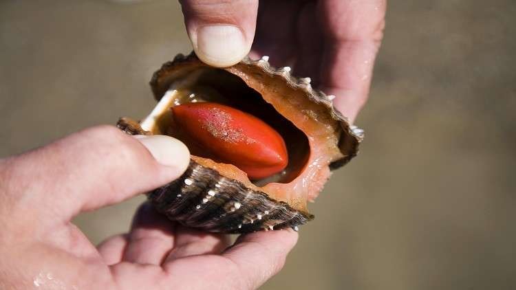 "المحار" يعالج السرطان دون آثار جانبية!