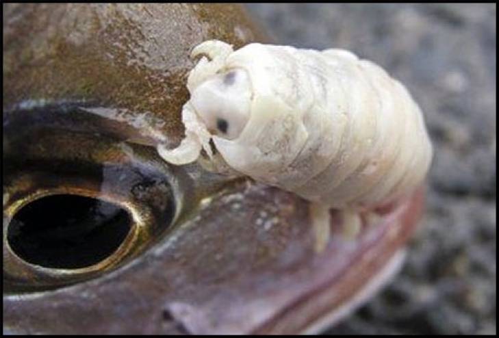 أطعمة تنظف جسمكم من الطفيليات نهائياً!