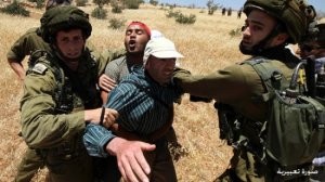الاحتلال يحتجز عدداً من رعاة الأغنام في الأغوار الشمالية
