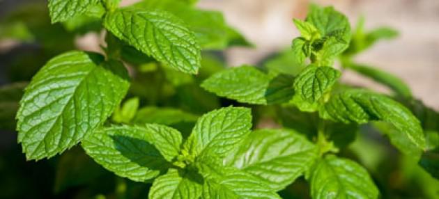 فوائد النعناع السحرية في تدمير الخلايا السرطانية