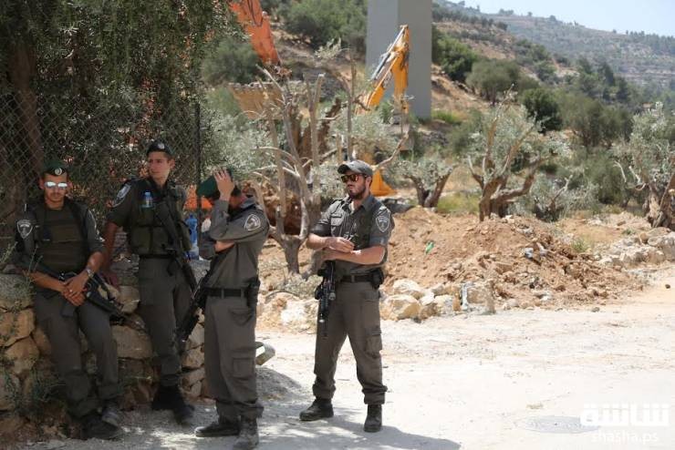 الاحتلال يُجرف أراضي ويقتلع عشرات أشجار الزيتون شمال سلفيت