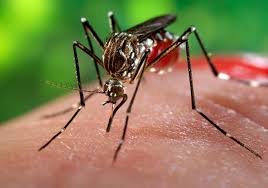 فيروس زيكا مرض نادر يتفشى في اللاذقية السورية