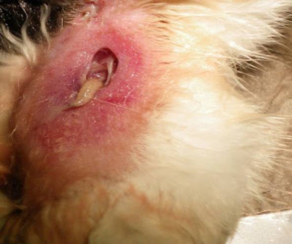 هل تعلم ماهو النغف الذي حذر منه النبي صلى الله عليه وسلم!