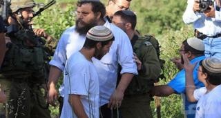 مستوطنون يقطعون 20 شجرة زيتون جنوب نابلس
