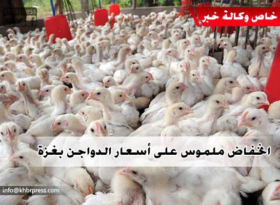 الزراعة توضح لـ"خبر ": أسعار بيع الدواجن للمستهلك في أسواق غزة