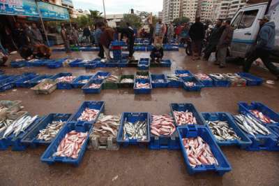 عشرات اطنان من سمك الدنيس تغزو شواطئ قطاع غزة