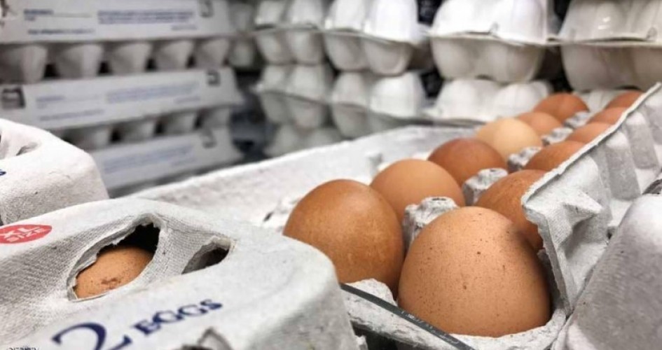 غزة: إتلاف 8 آلاف بيضة فقس لاحم مخالفة لمعايير الجودة