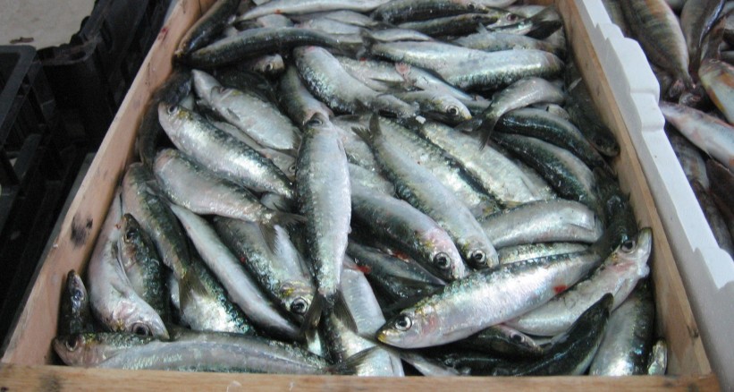 "نقيب الصيادين" تراجع في كمية أسماك السردين بغزة