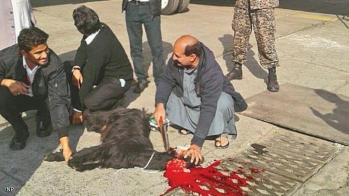 ذبح ماعز على مدرج المطار لمباركة الطائرة الجديدة في باكستان