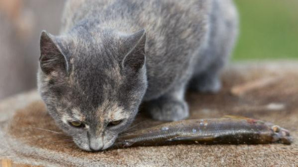 كيف أنقذت القطة الجنود المصريين ؟!