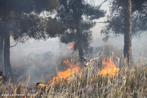 نيران اندلعت في 250 شجرة مثمرة بمحافظة طولكرم