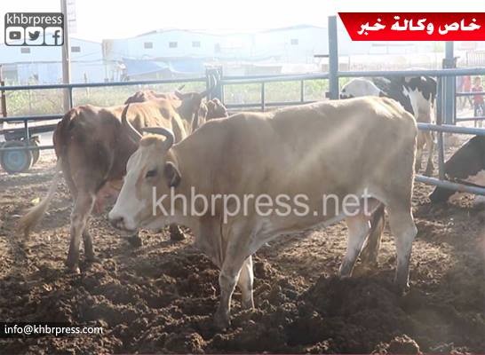 عيد بلا أضاحي!!