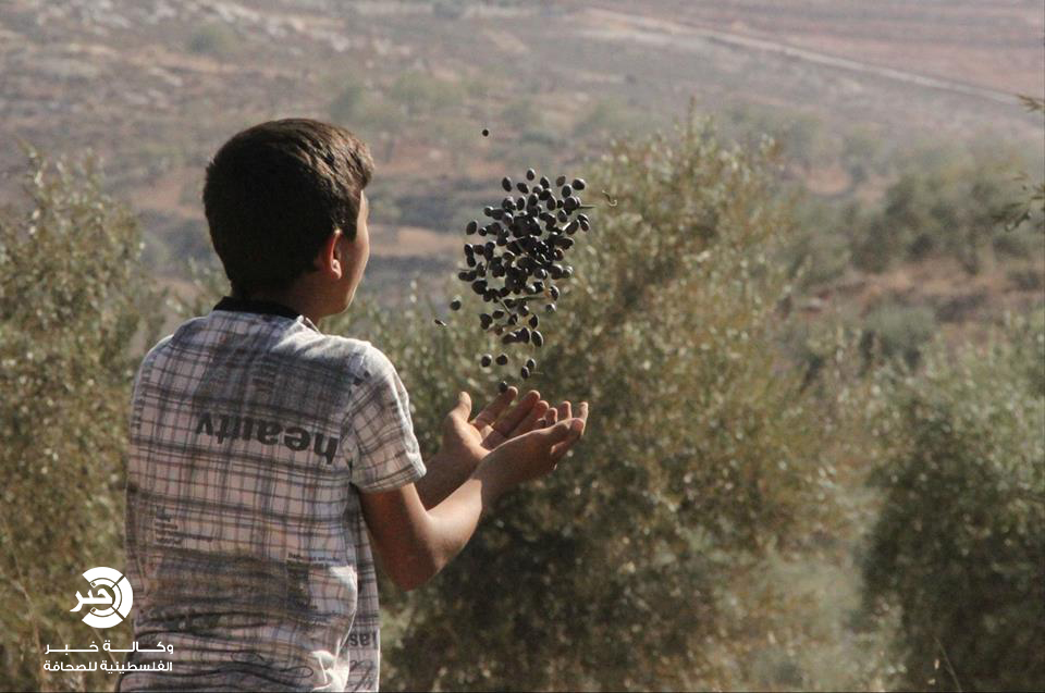 بالصور : موسم قطف الزيتون في مدينة نابلس