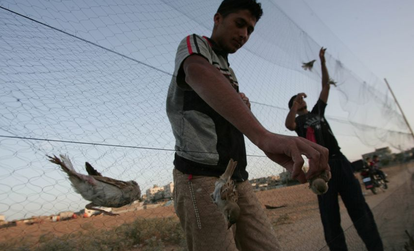 الاحتلال يطلق النار علي صيادي العصافير شرق غزة