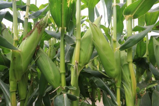 حصاد "الذرة" في بيت لاهيا