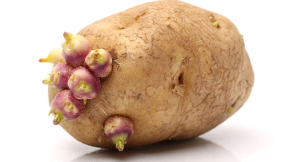 احذروا.. هذا ما يحدث لكم عند تناول “بطاطا” تحتوي على البراعم؟