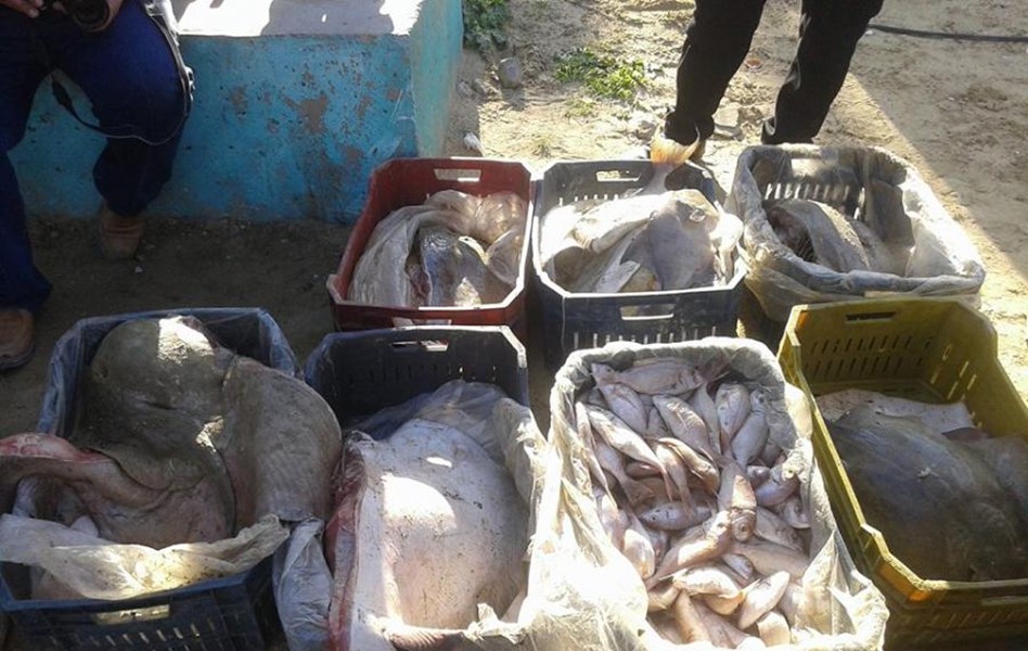 الشرطة البحرية تضبط 330 كيلو سمك فاسد بغزة