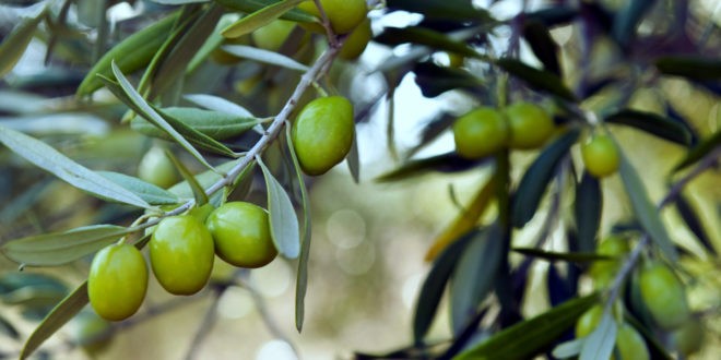 اتحاد المزارعين الأردني يرفض تصدير الزيتون إلى "إسرائيل"