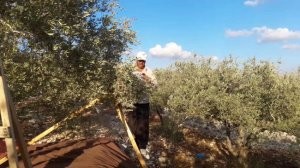 منع عشرات المزارعين في نعلين من الوصول لأراضيهم لقطف الزيتون