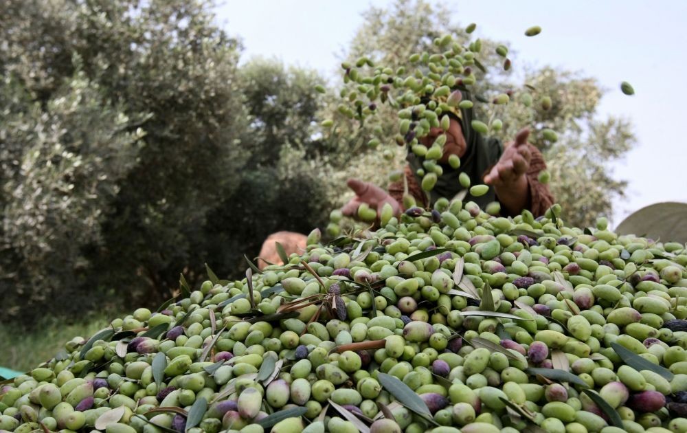اعتقال فتى أثناء قطف ثمار الزيتون في جنين