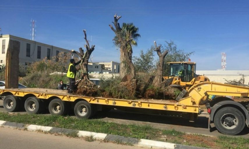 الاحتلال يهدم منزلاً مأهولاً ويجرف أشجار في الرملة