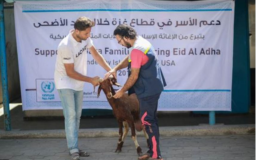 الأونروا توزع 896 أضحية على 2,688 عائلة في غزة