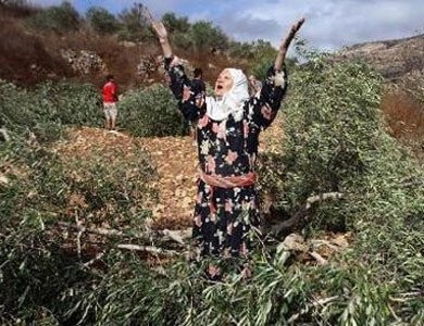 مستوطنون يقتلعون عشرات الأشتال غرب الخليل