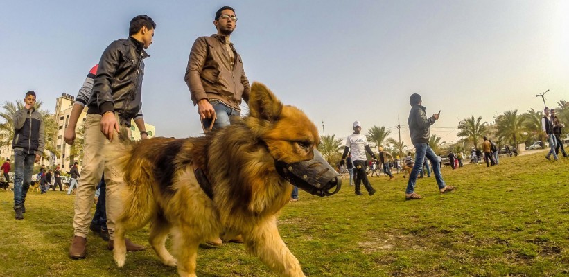 الأجهزة الأمنية بغزة تصدر تعميماً لهواة الكلاب في الطرقات