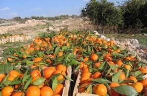 الأردن والولايات المتحدة تستحوذان النسبة الأعلى من صادرات الشركات الفلسطينية
