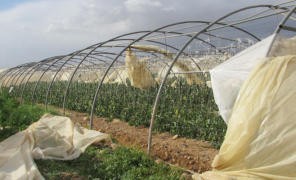 الرياح العاتية تخلف أضرارًا في البيوت البلاستيكية بجنين