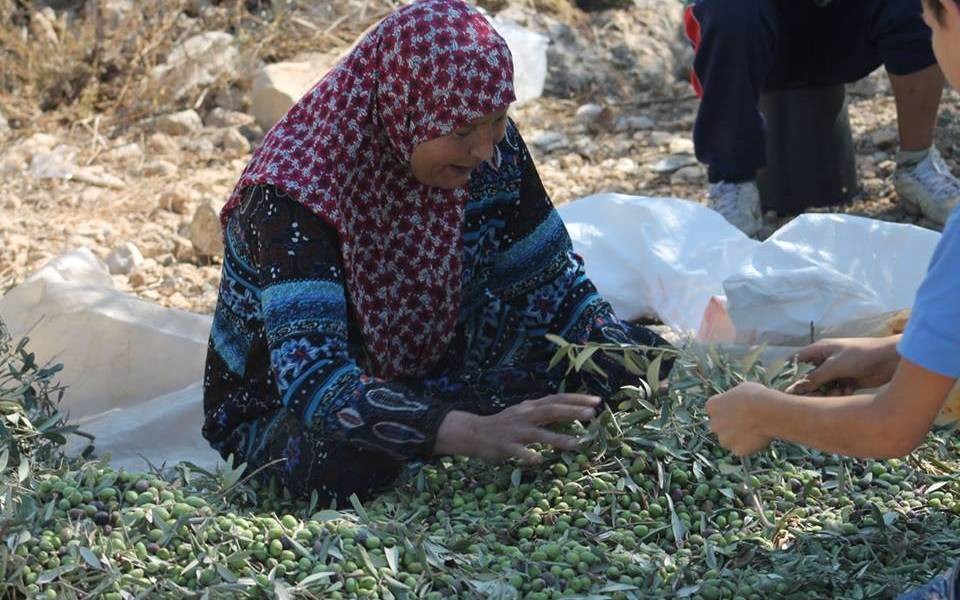 الدفاع المدني يصدر تعليمات للمواطنين مع حلول موسم قطف الزيتون