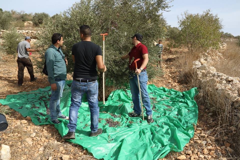 يوم تطوعي لقطف ثمار الزيتون بمحافظة جنين