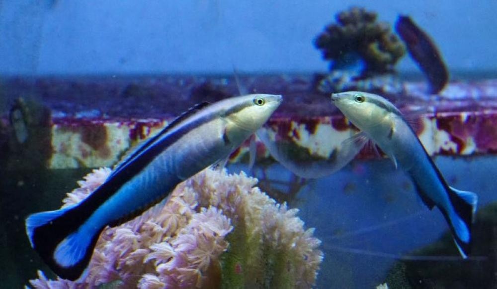 مبتكرات: اختبار المرآة يكشف قدرات "لا تصدق" لدى "الأسماك"