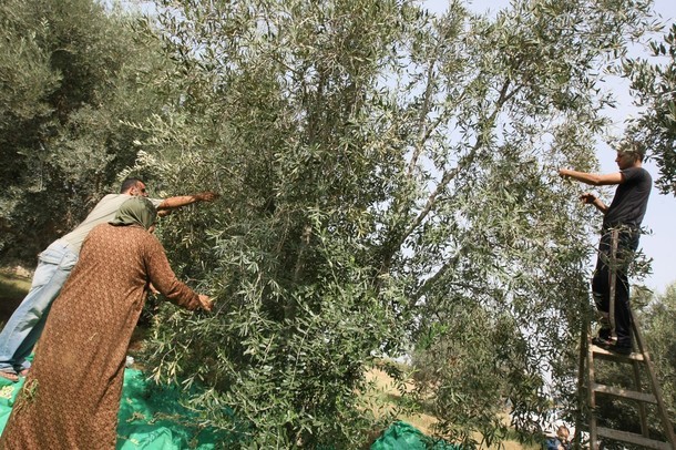 بالشراكة مع مجلس العمال 