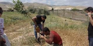 زراعة أشجار زيتون في أراض مهددة بالاستيلاء بطوباس
