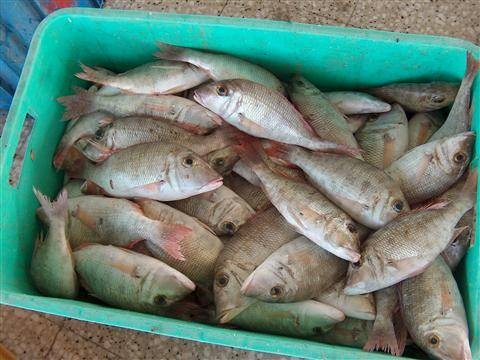 موقع عبري يزعم: إحباط تهريب أطنان من السمك وفواكه البحر من غزة