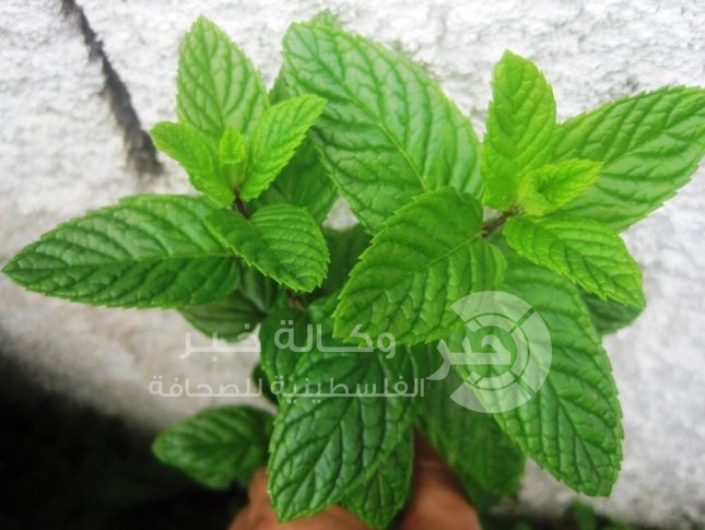 تعرف على فوائد النعناع ...