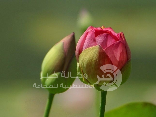 إحذري هذه الأنواع الثلاثة من الطب البديل!