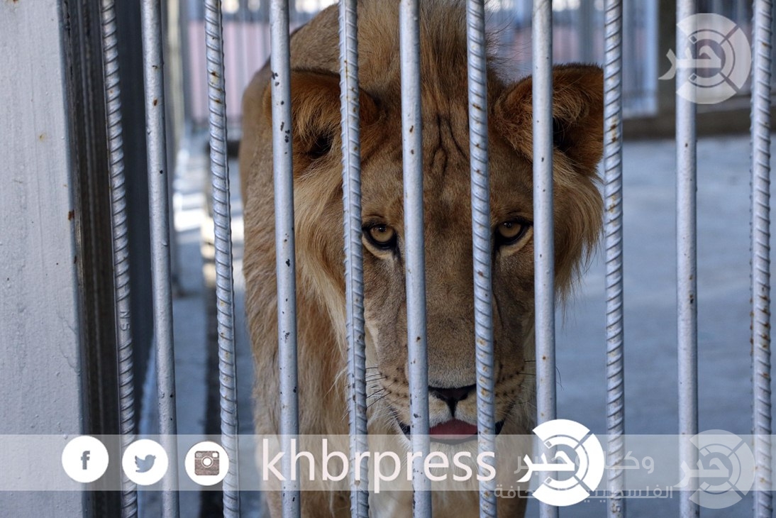 بالصور : حدائق الحيوان متنزه متواضع لأهالي القطاع