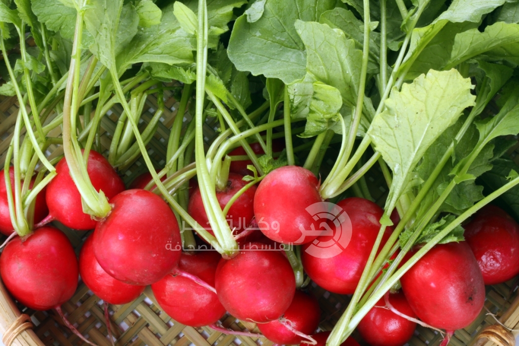 الفجل من أفضل الخضروات المطهرة لبشرة السيدات