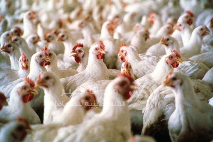 طالع أسعار اللحوم والدواجن كما حددتها وزارة الزراعة بالضفة