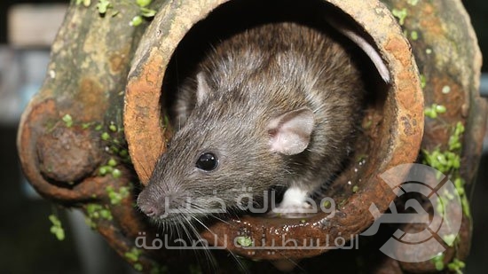 بالصور : مئات الآلاف من "القوارض" تستعد لغزو شوارع "تل أبيب"