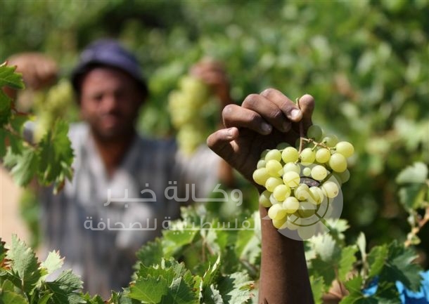 6740 دونماً مزروعة بالعنب غزة وسط توقعات بتحقيق اكتفاء