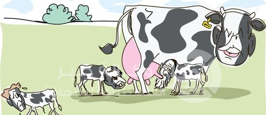 رسام إسرائيلى يسخر من نتنياهو ويرسمه على شكل "بقرة "