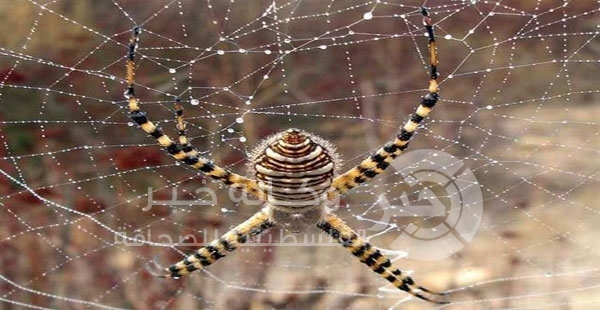 دراسة: الخوف من العناكب أصيلاً في الشخص وليس حالة يتعلمها مع الوقت