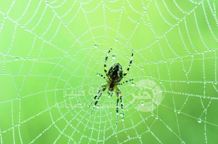 عناكب تنسج شباكا أقوى من الفولاذ