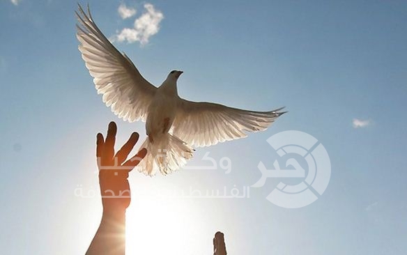 الهند : اعتقال حمامة "جاسوسة" لصالح باكستان