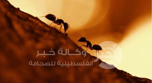 دراسة  أنماط حركة مرور النمل تساعد في تخفيف الازدحام البشري