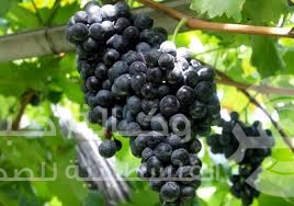 الأطعمة الخارقة قيمة غذائية عالية