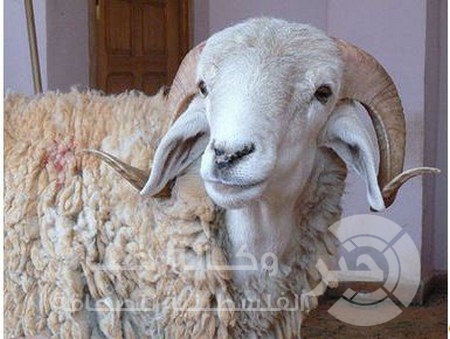 مليون مسلم ممنوعون من ذبح الأضحية
